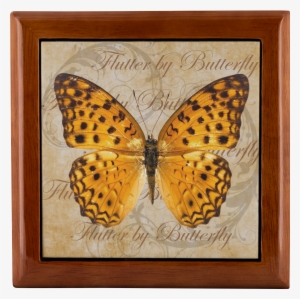 Load Image Into Gallery Viewer, Butterfly,butterflies #4010118