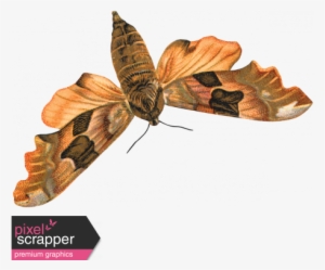 Day Of Thanks - Papilio Machaon #4010255