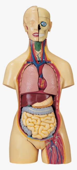Anatomical Model Artifact - Anatomy Mannequin #4010679