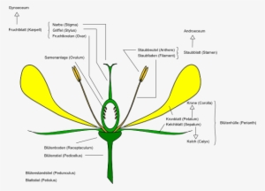 How To Set Use Flower Anatomy Icon Png - Diagram Of A Daisy Flower #4011158