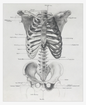 Png Library Download Anatomical Drawing Pelvis - Rib #4011217