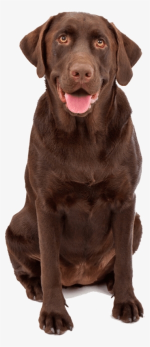 Craft Beer Kanine Social Lab - Kanine Social #4011603