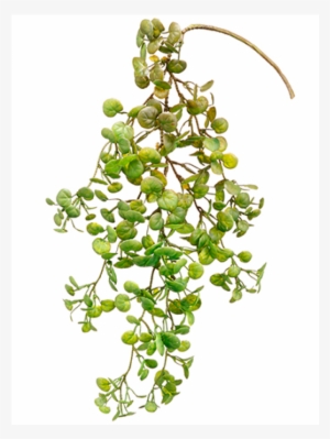 5" Jade Hanging Pick Green - Jade Plant #4011725