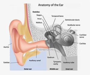 Https - //www - Earq - Com/images/anatomy Chart - Ear Anatomy Ask A Biologist #4011771