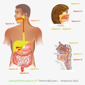 Thermobuzzer Anatomy Quiz Image700 700 Digestive2 - Anatomy #4011775 Thermobuzzer Anatomy Quiz Image700 700 Digestive2 - Anatomy #4011775