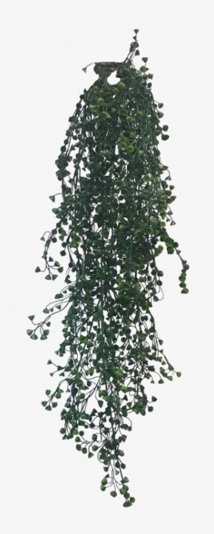 Hanging Baby Tear Bush X - Arizona Cypress #4011856