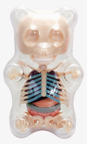 Clear Gummi Bear Funny Anatomy Png Gummy Bear Anatomy - Gummy Bear #4011928