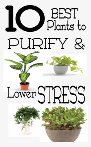 Lower Stress And Clean The Air In Your Home And Office - Houseplant #4012143