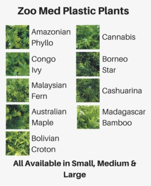 Quick View - Zoo Med Bu-15 Bolivian Croton, Small #4012177