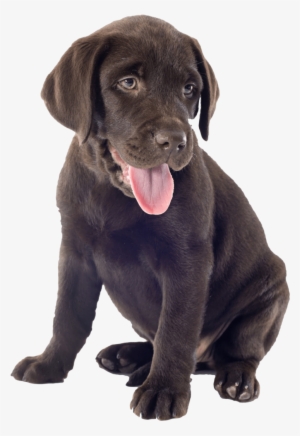 Labrador Oh So Cute Chocolate Puppy Nail Art Decals - Chocolate Lab Puppy Transparent #4012221