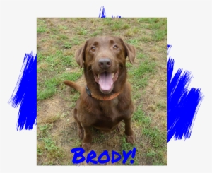 Lab Rescue Of L #4012252