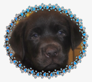 Menu - Labrador Retriever #4012448