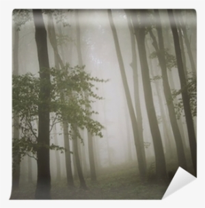 Dreamy Photo Of A Beautiful Green Forest With Fog Wall - Fog #4012469