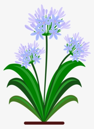 Blue Yellow Flower Green Violet - Botanical Drawing Pdf Agapanthus #4012497