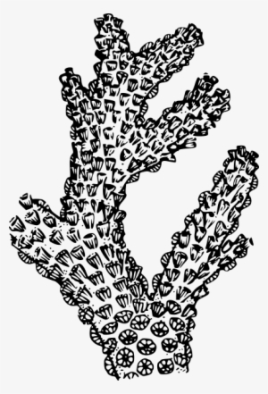Coral Clipart Png - Pen And Ink Coral #4012735