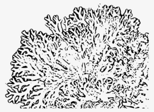 Reef Clipart Transparent - Corals Black And White Png #4012862