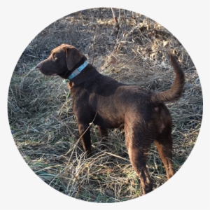 Best Reputation For Labrador Breeding - Labrador Retriever #4013018