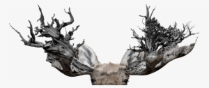 Moose Tree Antler Art #4013861