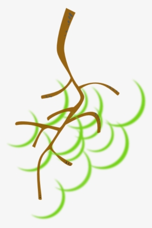 How To Set Use Nice Green Grapes Clipart - Grapes Stem Clipart #4014110