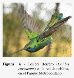 Sta Lateral De La Red De Neblina Abierta Durante Los - Universidad Internacional Del Ecuador (uide) - Quito #4014267