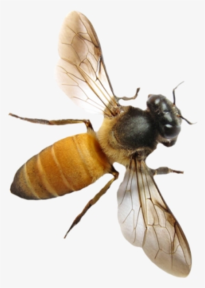 Free Icons Png - Honey Bee Wings #4014447