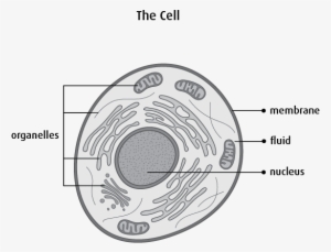 Each Chromosome Has Many Genes , Which Tell The Cell - Cellule Du Corps Humain #4014999