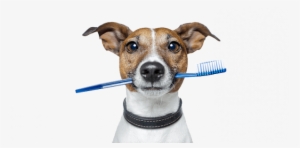 Brushing Your Pets Teeth - Social Media Ideas For Apartment Communities #4015052