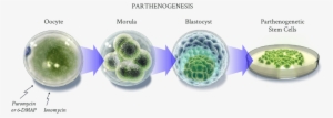 The Human Parthenogenetic Stem Cells Are Created By - Therapy #4015225