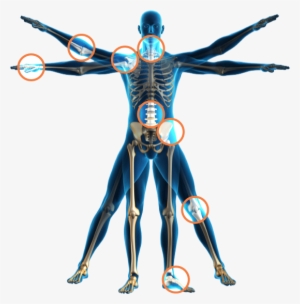Orthopaedics, Image From - Human Body Transparent Png #4015517