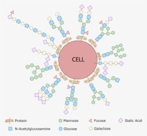 Every Single Cell In The Human Body Is Covered With - Glycome #4015590