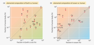 Comparing The Elemental Composition By Weight In Percent - Bacteria Elemental Composition #4015641