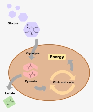 A Basic Overview Of Glucose Metabolism In Human Cells #4015669