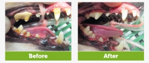 Your Dental Exam Is Also A Great Time For Your Veterinarian - Tongue #4015733