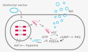 To Modify The Cgmp Metabolic Pathway In A Human Cell - Guanylyl Cyclase Nitric Oxide #4015783