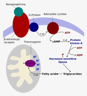 Cold Induced Thermogenesis - Thermogenin Mitochondria #4015800