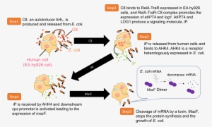 In A Real World, Multiple Kinds Of Organisms Co-exist - Bacterial Cell Co Culture #4015861