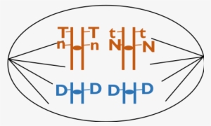 Human Germ Cell, Showing All Of The Cell's Content - Circle #4015883