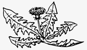 Big Image - Dandelion Clipart Black And White #4015949