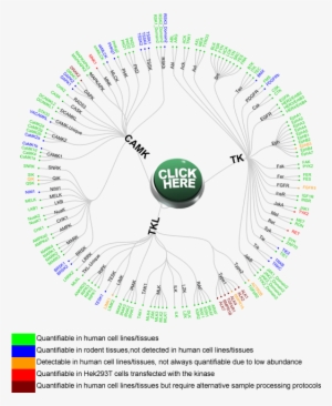 Camk, Tk And Tkl - Clipart 24 7 #4016012