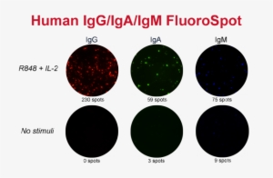 Pbmc Were Pre-incubated In The Absence Or Presence - Banner Designs Minecraft #4016066