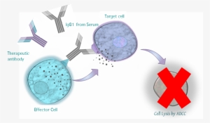 Impact Of Human Serum On Adcc Assays - Sartorius Stedim Biooutsource Ltd #4016242