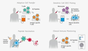 Immune Therapy #4016447