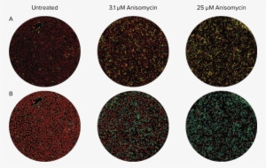 A Detailed Set Of Output Parameters Provided By The - Circle #4017760