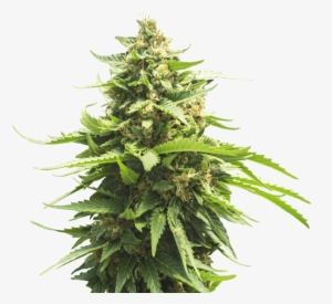 Green Crack - Christmas Tree #4018466 Green Crack - Christmas Tree #4018466