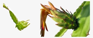 Dragon Fruit - Dragon Fruit Leaf Png #4019214