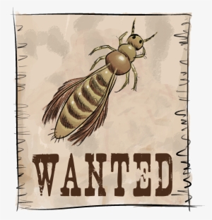 Los Trips Se Reproducen Por Huevos Que Insertan Dentro - Eye For An Eye - Dallas Shower Curtain #4019409