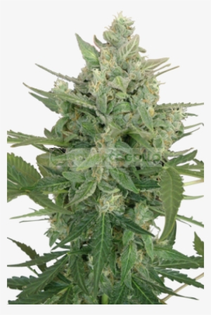 Low Dwarf #4019484