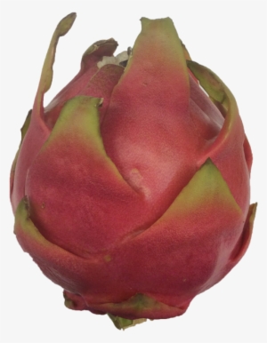 More Views - Pitaya #4019552