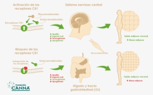 Que Son Y Como Trabajan Los Cannabionoides Del Cannabis - Fundacion Canna #4019605