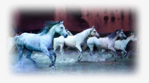 Odysseo, Nascar & Easy Ways To Change Your Diet This - Horses Cavalia #4020537